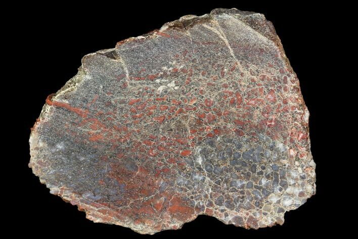 Polished Dinosaur Bone (Gembone) Section - Utah #106923